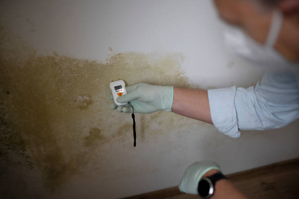 Why You Should Choose Our Mold Remediation Services in Otisville, NY